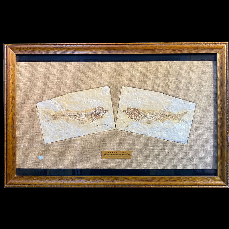 Liaoxi paleontology folio large wolffin fish fossil exquisite solid wood frame mounting home collection hanging ornament