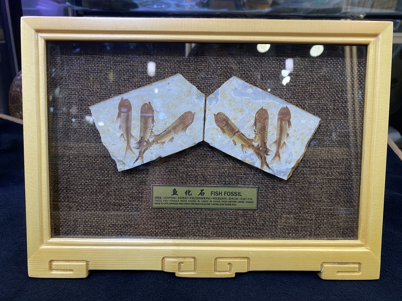 Fossil of the Ancient Fish Canis, Plant Fossils, Insect Fossils, Solid Wood Mounting. Free Shipping Nationwide Fossil of the Ancient Fish Canis, Plant Fossils, Insect Fossils, Solid Wood Mounting. Free Shipping Nationwide