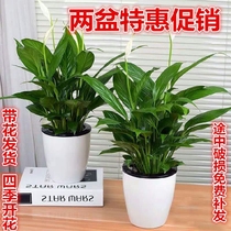 Anthurium Flower Bud Plant white palm potted plant indoor large pot large potted soil Culture special fertilizer flower pot living room