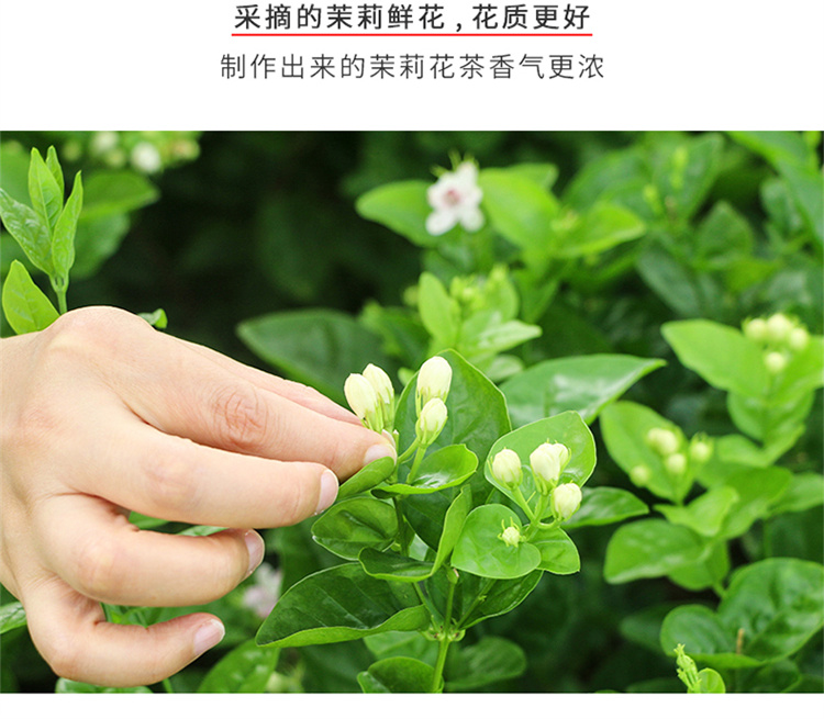 善可食品 浓香型茉莉花茶100g罐装 图5
