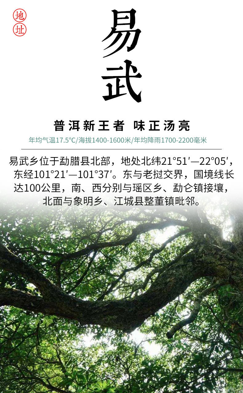 乌金醇 10年陈 易武明前头芽 普洱茶熟茶饼 357g 图4