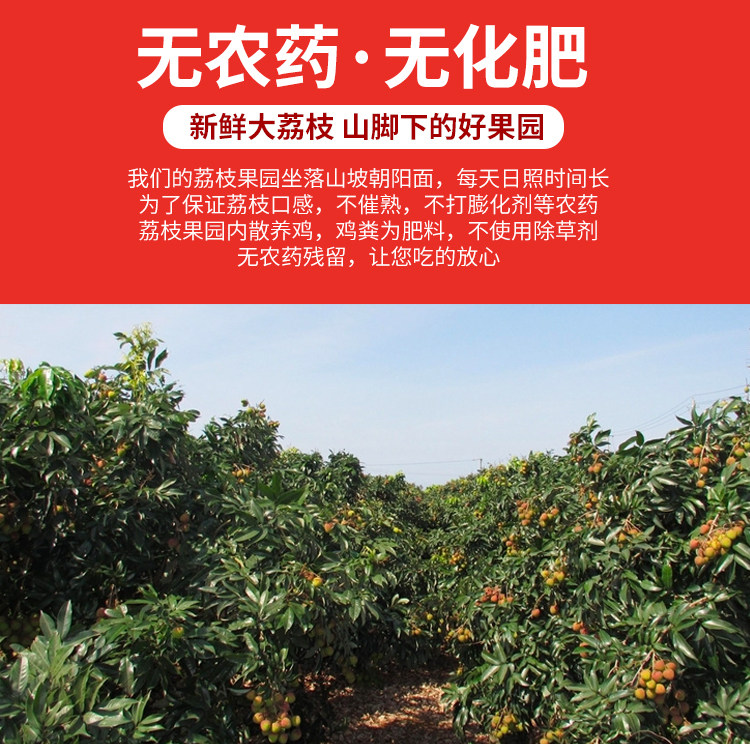 兴旺好  广东现摘妃子笑荔枝 5斤 图5