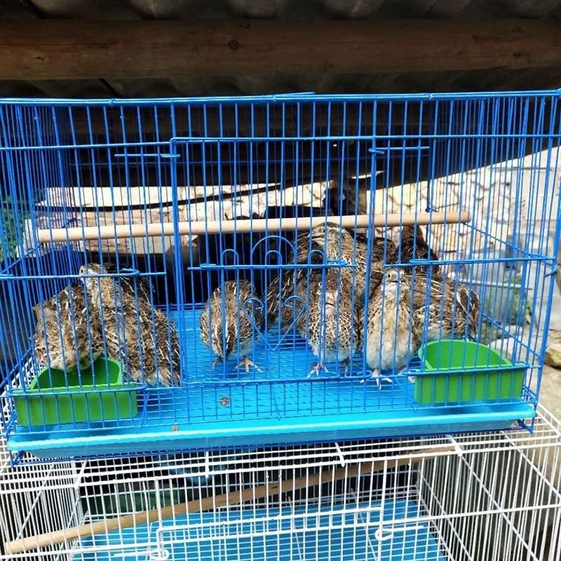 Small cage cage for quail cage for quail cage for quail cage automatically rolls egg bird cage