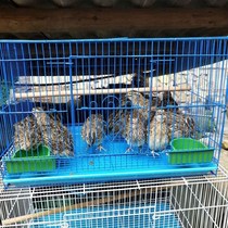 Quail special cage quail cage small cage square cage home breeding quail cage egg cage automatic egg cage