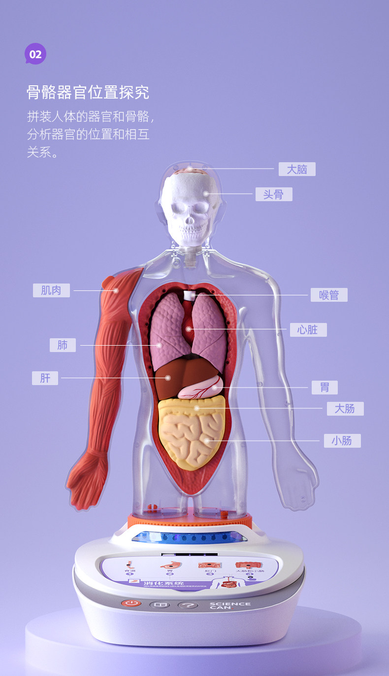 【中国直邮】Science can科学罐头 人体解剖模型器官可拆卸儿童教学玩具我们的身体语音百科