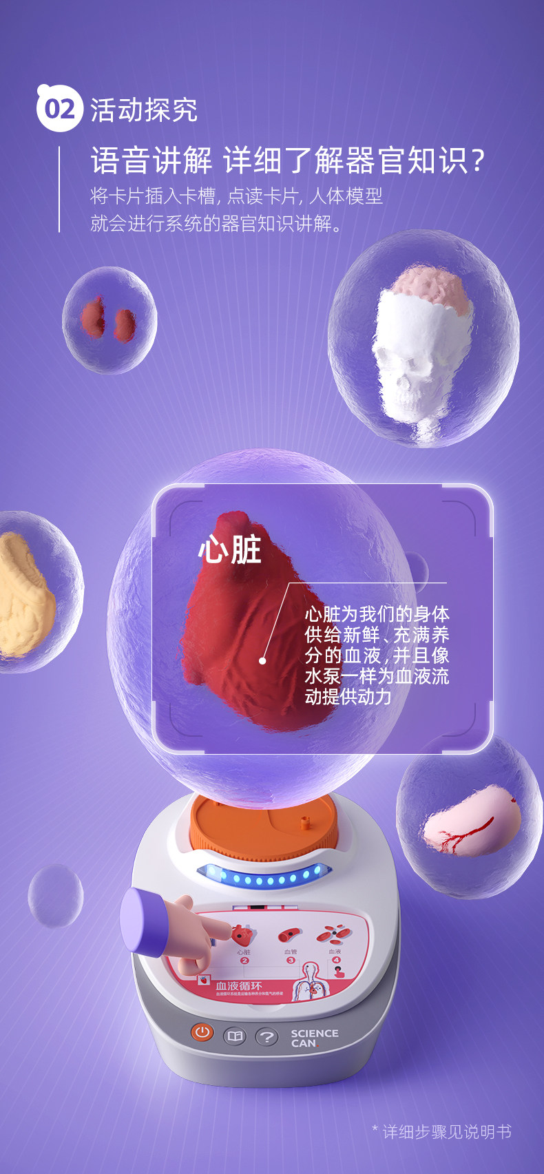 【中国直邮】Science can科学罐头 人体解剖模型器官可拆卸儿童教学玩具我们的身体语音百科