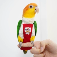 Восьмой третий трехмерный незащитный швейный богатство