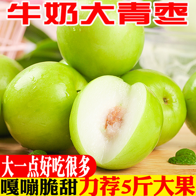 [现货云南牛奶枣大青枣台湾贵妃牛奶蜜枣新鲜苹果脆甜冬枣子包邮]
