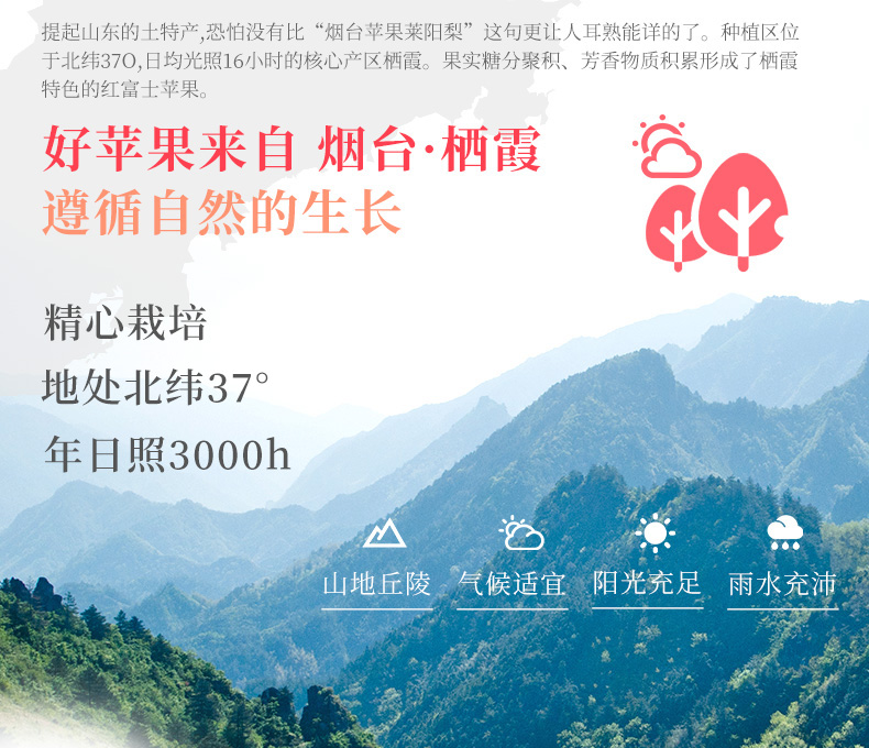 山东烟台 红富士苹果 净重5斤 单果75-80mm 图4