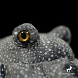 Кукла, плюшевая реалистичная морская игрушка для рыбалки