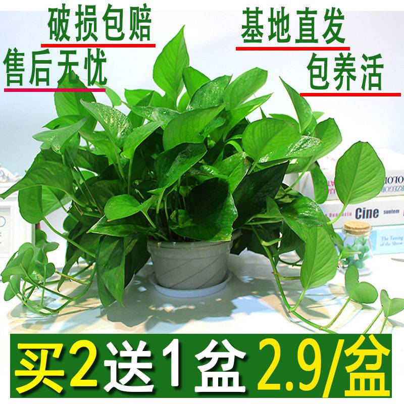 Golden Kudzu potted plant Indoor flowers Green plants Long rattan large leaf basin Four seasons evergreen Hydroponic soil office living room Golden Kudzu