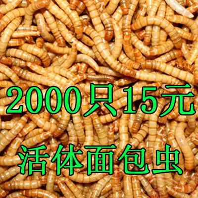 Thrush pet yellow household food Live insects Bread insects Acacia bird bird food Bulk small live insects