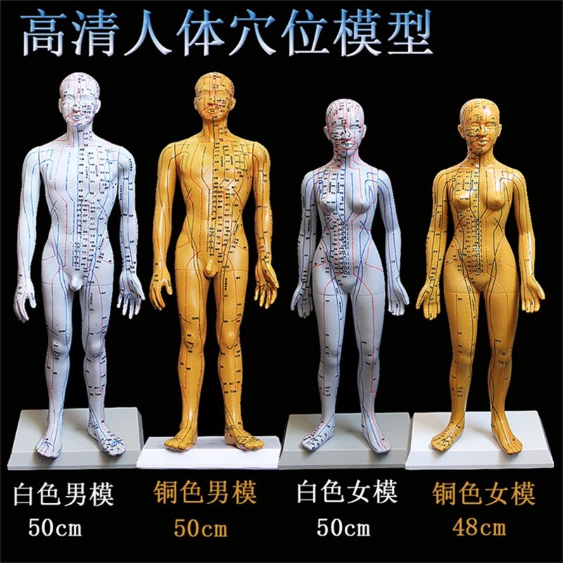 中医针灸穴位图人体模型教学男女全身十二经络小皮人硅胶穴位模特
