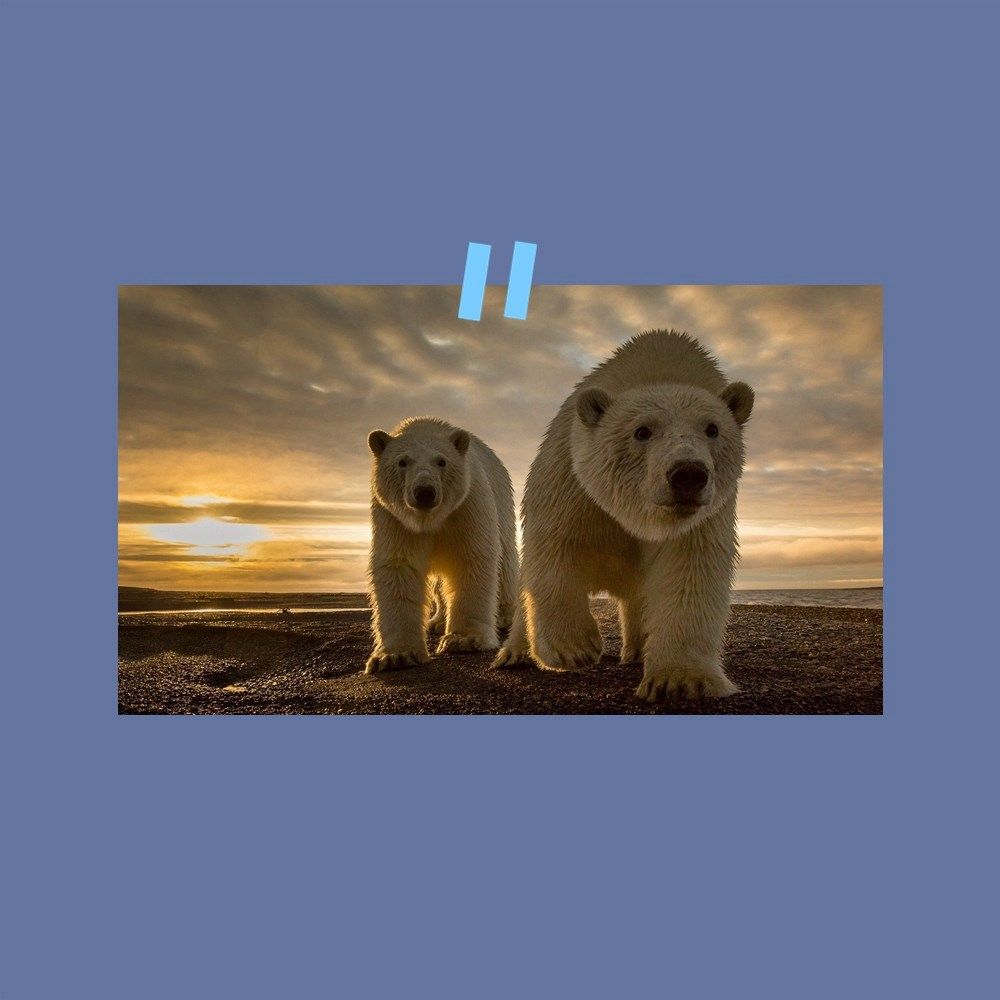 A postcard Animal incorporates Nature's dream environment wallpaper poster c7a01b38