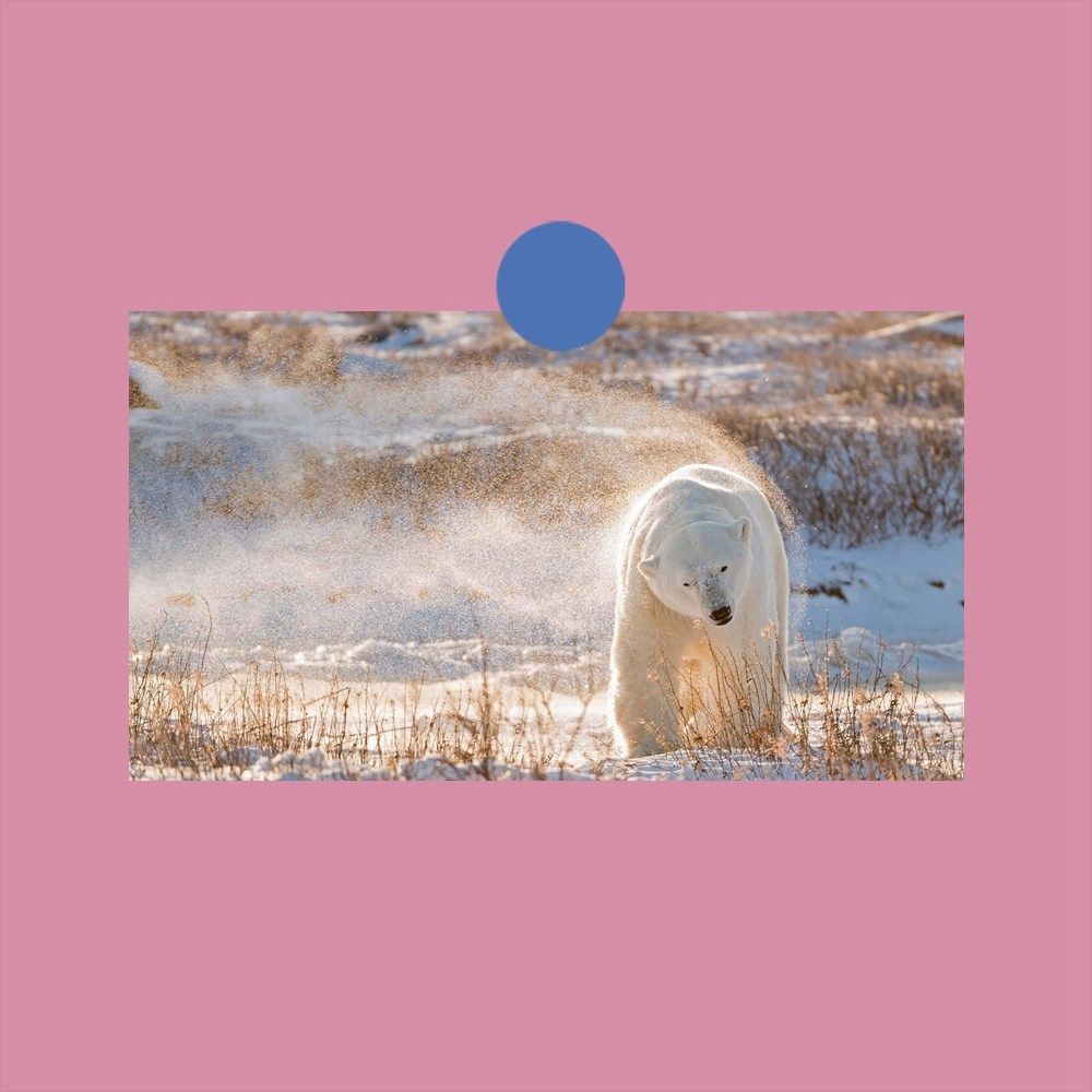 A postcard PolarBearDay Hudson Bay's polar bear Canada c7b01f02