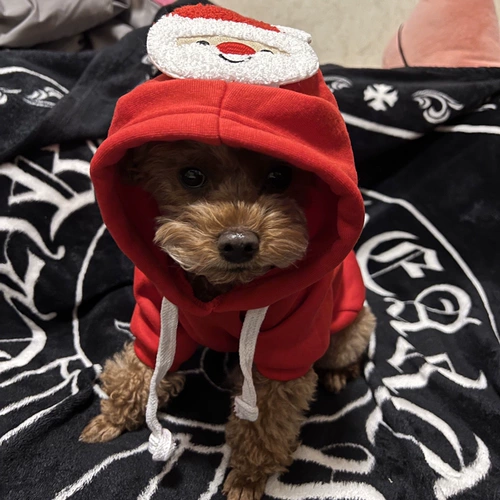 Рождественская домашняя одежда осень и зима милые шляпы кошачья одежда трансформация собака Рождественская елка Свитер, чем медведь Тедди