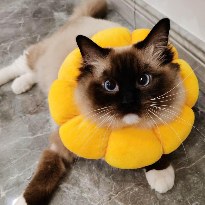 New fashion Elizabeth cat collar pet dog cat collar collar collar anti-scratch anti-licking headgear shame circle