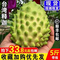 Taiwan milk custard apple fresh 5 pounds pineapple custard apple fruit seasonal custard apple Buddha head fruit Mani fruit Hainan