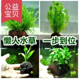 Украшение воды -Современная павлинская рыба вулканическая каменная вода