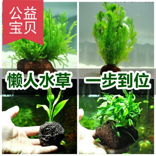 Украшение воды -Современная павлинская рыба вулканическая каменная вода