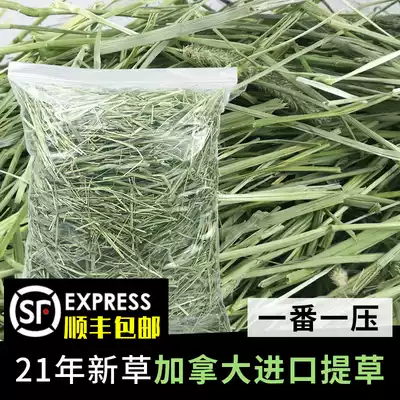 Robe Valley 21 years of Canadian Timothy grass (a pressure) imported grass section rabbit snow dry grass pasture