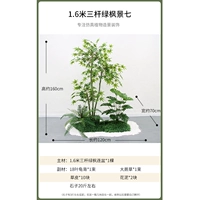 1,6 метра из трех выстрелов зеленого клена Вид семь