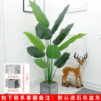 1,6 метра красивых путешественников, чтобы отправить ясен