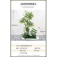 2 метра и четыре выстрела зеленого клена Вид семь