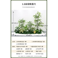 1,8 метра зеленого клена просмотр шесть