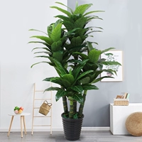 2 метра четыре чемпиона+горшки+трава