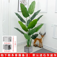 1,8 метра красивого банана для путешественников, чтобы отправить ясен