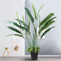 2,6 метра из трех -сбоя путешественника банан плюс большой горшок+6 персидская трава