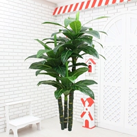 1,6 метра трех чемпионских деревьев (без горшков)