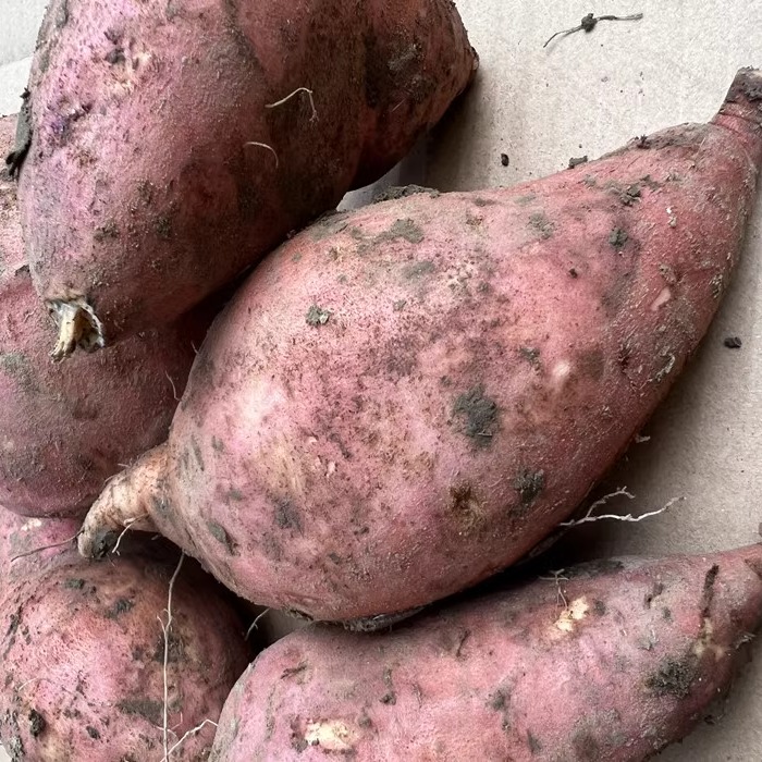 Anhui sweet potato Wuwei specialty potato