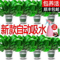 Living room with formaldehyde new house Home home The bonsai is suitable for lazy people to raise a plant well to feed the green and self-sucking potted plants