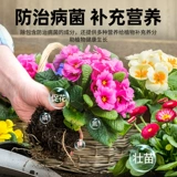 Растения бактерии, прозрачная пищевая жидкость, домашняя садовая микробиоплазма, антибактериальные цветочные удобрения