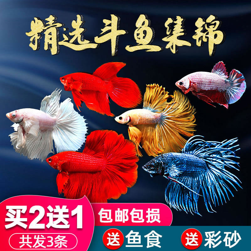 Thai fighting fish is easy to raise and live small ornamental fish fry live fish Chinese small fish live ponytail half moon pink suit