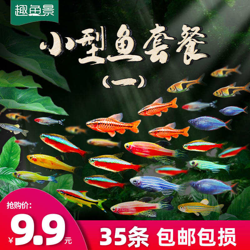 Tropical ornamental live fish is good to raise Baolian lamp zebra freshwater goldfish fry fairy peacock small traffic light family small fish