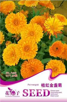 Flower seeds calendula seeds calendula flower chrysanthemum