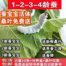 Silkworm Baby Living Suit Golden Silk Silkworm Seven Colored Living Things Spring Silkworm Eggs New Fresh Tender Mulberry Leaf Student Adoptive Silkworm 1-5 Aged White