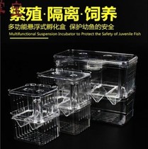 Juvenile fish fish tank production house small fish tropical fish peacock fish isolated hopper fish tank hatchbox breeding special large number