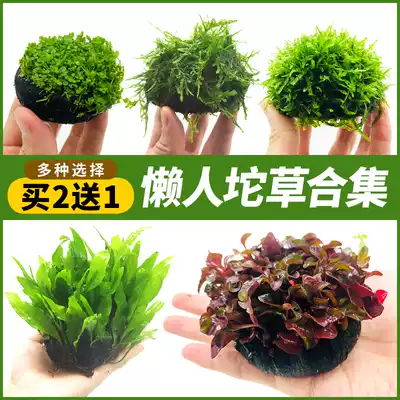 Fish tank aquatic plants Tuo grass plants live oxygenated freshwater novice lazy water banyan tree landscaping hydroponic aquatic plants without bottom sand