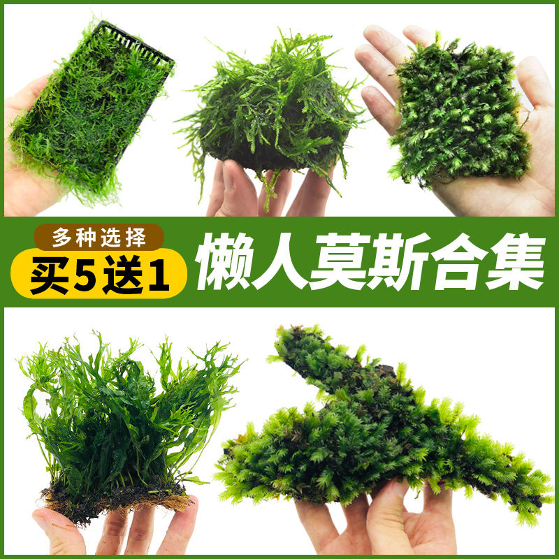 Fish tank Moss water Grass plant living mousse sheet clothing Moise tree Ball Sink Wood Triangle Tearful and Pinewood Scenery