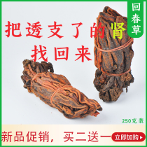 Back Spring Grass Powder Yunnan Wild Back to the Heart Grass Not Old Grass top Tianzhu Male Bubble Wine to Eat Herbal Medicine 250g