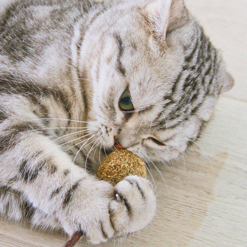 Kitty Wood Day Feline Cat Mint Cat Toy Stick Candy Grindhis Teeth Stick Cat Teeth Stick Teasing Cat Stick Candy Cat Cat Toy