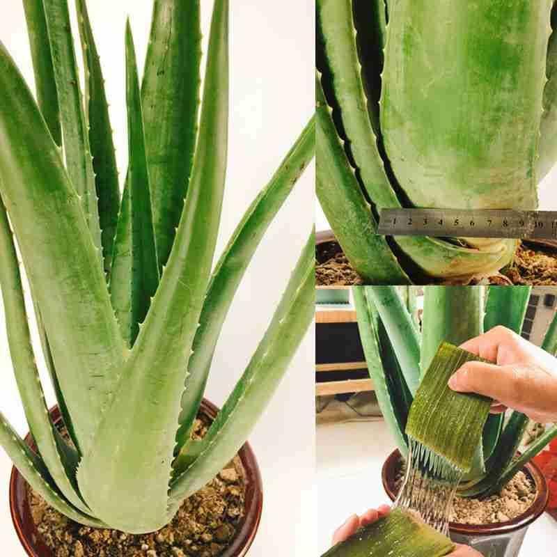美容院庫拉索蘆薈盆栽多肉植物美容灌膚保濕食用室內外花卉綠植 美容院庫拉索蘆薈盆栽多肉植物美容灌膚保濕食用室內外花卉綠植