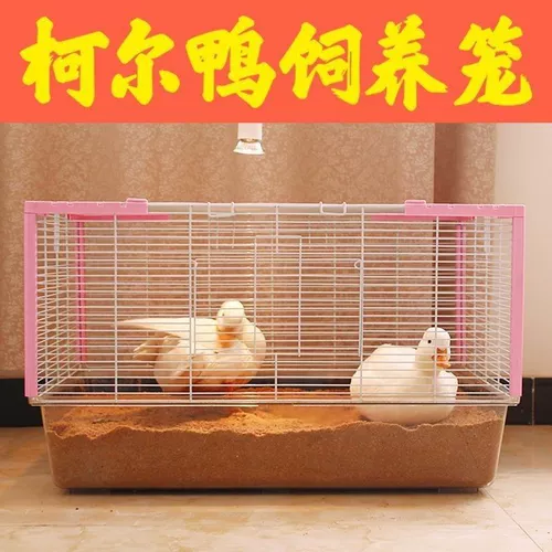 Керри утка непослушные прокладки, ферментированные петушиные утки, утят, утят, фекалии, моча, вонючие деревянные пельмени куриные кадки клетки