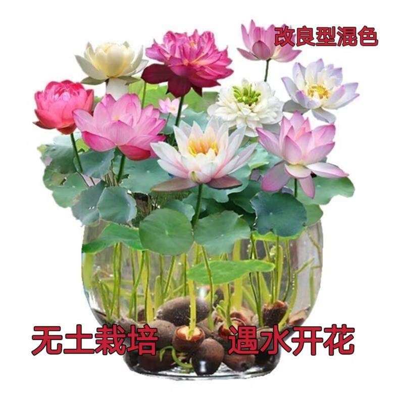 9 9 Yuan 3 packs of potted potted water to raise without earth hydroponic lotus flower all season flowering gift nutrient solution-Taobao