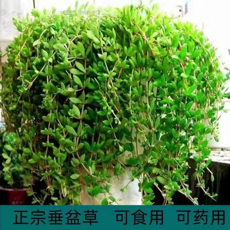 丹丹园艺企业店的LOGO