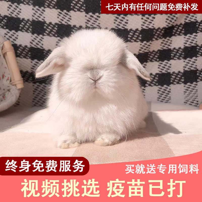 Pet Rabbit living Things imported Dutch dwarf Rabbit second-generation double pedigg single pedigg Pure Breezcup Rabbit Living